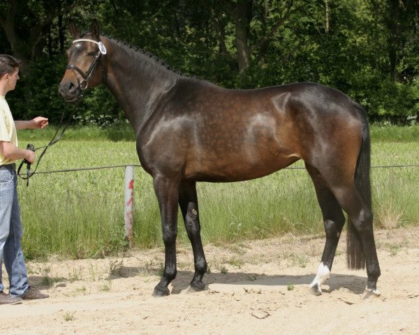 stallion Quincy (Hanoverian, 2014, from Quantensprung 3)