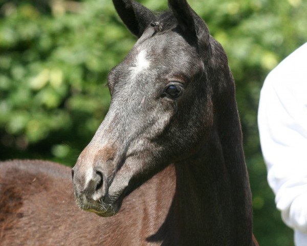 Pferd Sindbad (Trakehner, 2014)