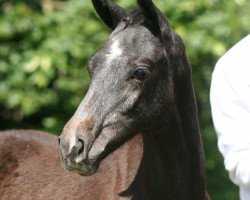 Pferd Sindbad (Trakehner, 2014)