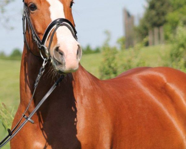 dressage horse Mojita de Coco (unknown, 2004)