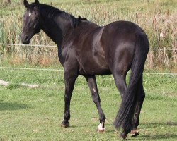 dressage horse Laurio Crusador (Oldenburg, 2005, from Laurentio)