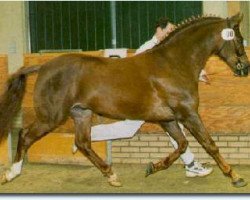 stallion Carlo (New Forest Pony, 1988, from Ralph)