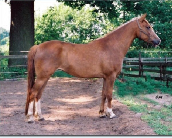 broodmare Carmen Jolie (New Forest Pony, 1994, from Carlo)