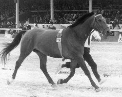 broodmare Finette (Bavarian, 1964, from Herrscher)