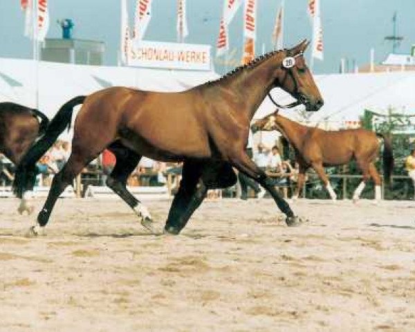 broodmare Flamme (Bavarian, 1981, from Rasso)