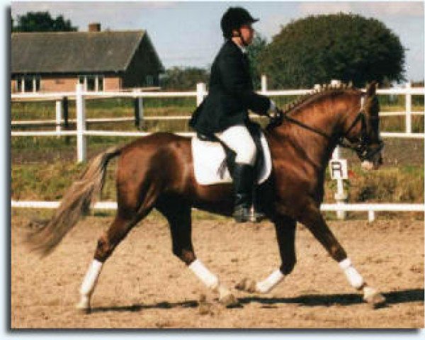 stallion Monday's Moscan (New Forest Pony, 1980, from Merrie Moscan)