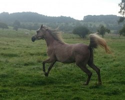 broodmare Kha Maida ox (Arabian thoroughbred, 2012, from Khalil ox)