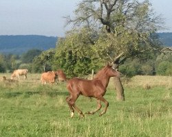 broodmare KK Mea Sirri bint Shaiga ox (Arabian thoroughbred, 2014, from Meanagii EAO)