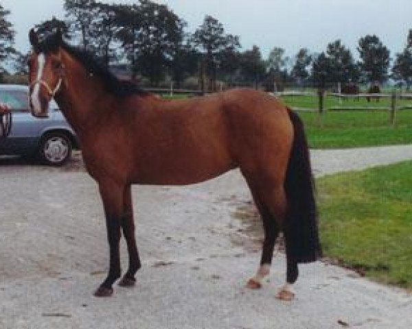 Zuchtstute Eendracht's Deveny H (New-Forest-Pony, 2000, von Klootwijkhoeve's Walter)