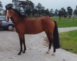 broodmare Eendracht's Deveny H (New Forest Pony, 2000, from Klootwijkhoeve's Walter)