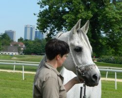 stallion Meanagii EAO (Arabian thoroughbred, 2000, from Ebony Raisuli EAO)