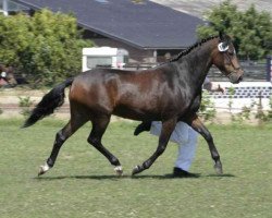 Pferd Subliem's Dawn (New-Forest-Pony, 2002, von Valentino)