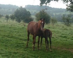 broodmare PC Surani Bint Surani ox (Arabian thoroughbred, 2010, from Amar El Pascha ox)