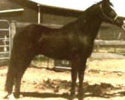 Pferd Forest Hill Starborne (New-Forest-Pony, 1992, von Vernons Starling)