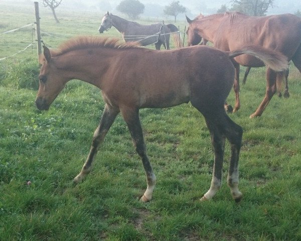 stallion KK Samum ox (Arabian thoroughbred, 2014, from Meanagii EAO)