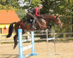 horse Dartagnan (Czech Warmblood, 2010)