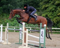 horse Jipsy (Austrian Warmblood, 2008)