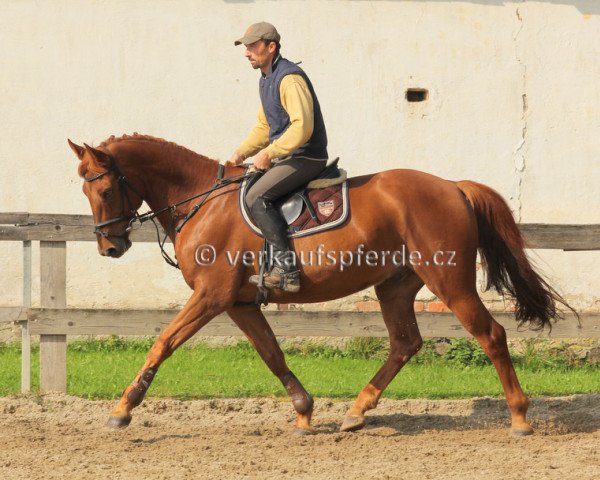 Pferd DEVONY (Tschechisches Warmblut, 2005, von Veneur du Luc)