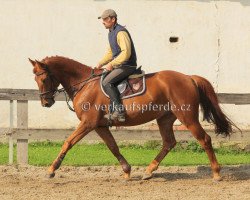 horse Devony (Czech Warmblood, 2005, from Veneur du Luc)