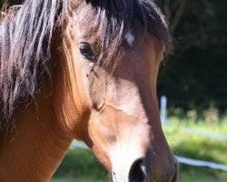 Dressurpferd Darina (Deutsches Reitpony, 2010, von Top Der Da)