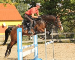 horse Harry (Czech Warmblood, 2000)