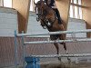 jumper Champions Fair Play (Oldenburg show jumper, 2006, from Champion For Pleasure)