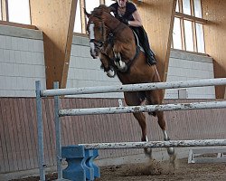 Springpferd Champions Fair Play (Oldenburger Springpferd, 2006, von Champion For Pleasure)