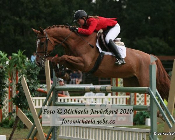 broodmare Anoxa (Czech Warmblood, 2003, from Mr. Cox)