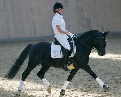 dressage horse Pedro (New Forest Pony, 1994, from Young Winsome's Adrian)