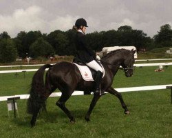 stallion Young Winsome's Adrian (New Forest Pony, 1987, from Duke's Forest Antares)