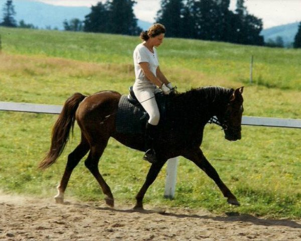 Pferd Nieuwmoed's Remco (New-Forest-Pony, 1994, von Young Winsome's Adrian)