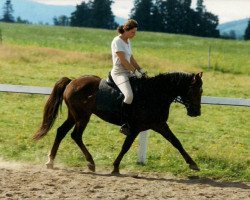 horse Nieuwmoed's Remco (New Forest Pony, 1994, from Young Winsome's Adrian)