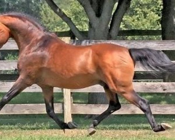 stallion Wicked Courtjester (New Forest Pony, 1989, from Oleander)
