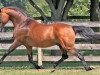 stallion Wicked Courtjester (New Forest Pony, 1989, from Oleander)