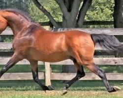 stallion Wicked Courtjester (New Forest Pony, 1989, from Oleander)