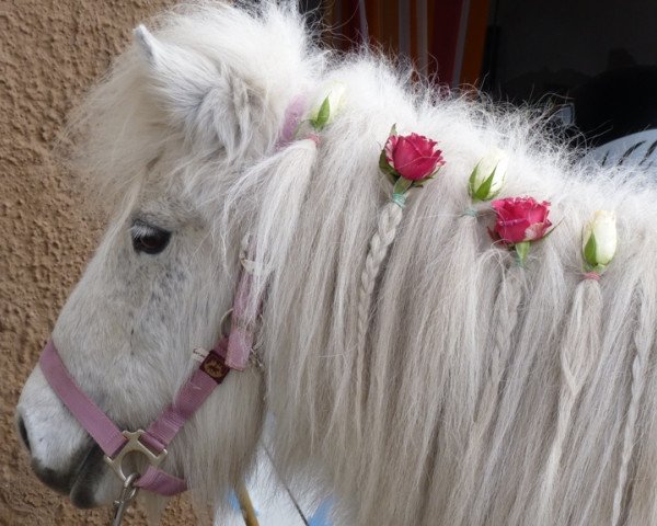 Zuchtstute Farina (Dt.Part-bred Shetland Pony, 1984, von Kongo)