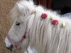 broodmare Farina (Dt.Part-bred Shetland pony, 1984, from Kongo)