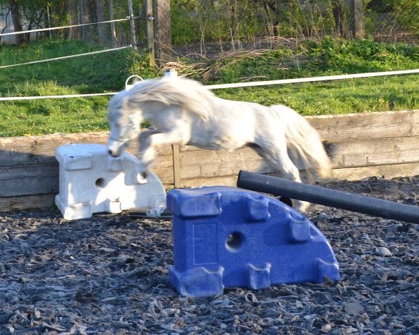 Dressurpferd Grisu (Shetland Pony, 2005, von Grimsel)