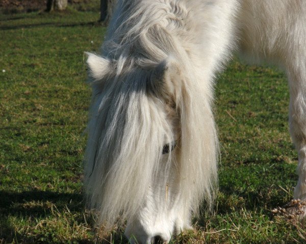 Deckhengst Grimsel (Shetland Pony, 1987, von Goldfinger)