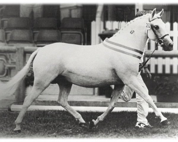 Zuchtstute Meyershoeve's Sindy (New-Forest-Pony, 1976, von Buitenstee Bun)