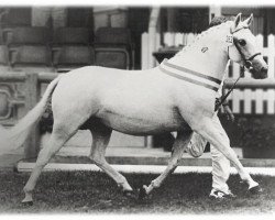 broodmare Meyershoeve's Sindy (New Forest Pony, 1976, from Buitenstee Bun)