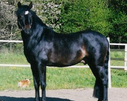 stallion Voster Valentino's Hot Pepper (New Forest Pony, 1998, from Valentino)