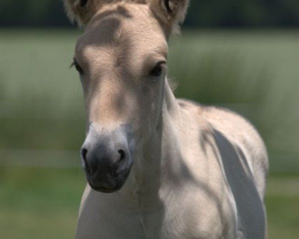 horse Kjoervel (Fjord Horse, 2009, from Koljar)