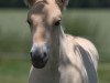 horse Kjoervel (Fjord Horse, 2009, from Koljar)