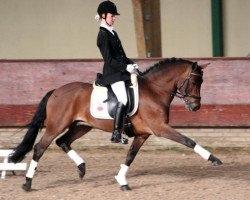 stallion Hoppenhof's Shardon (New Forest Pony, 1999, from Nieuwmoeds Patrick)