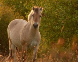 horse Krokant (Fjord Horse, 2013, from Koljar)