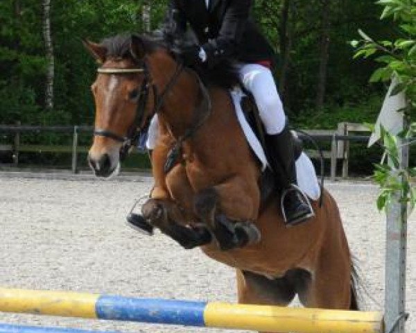 horse Hatricia's Coco (New Forest Pony, 2007, from Hoppenhof's Shardon)