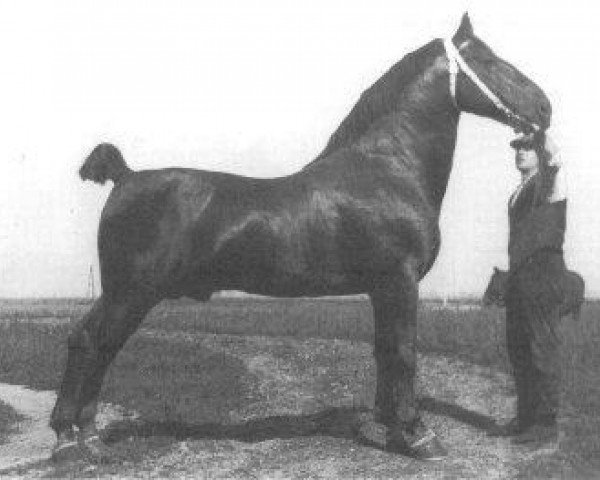 stallion Sultan II (Groningen, 1925, from Sigismund)