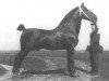 stallion Sultan II (Groningen, 1925, from Sigismund)