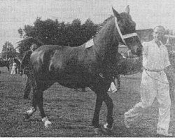 broodmare Jamaika (Gelderland, 1945, from Eribo)